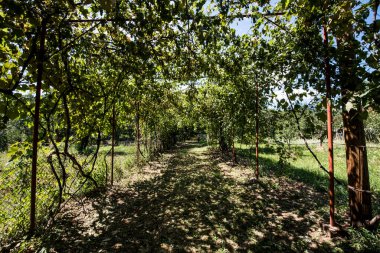 Moldova 'nın kırsalındaki bahçedeki üzüm ağaçları ve çalıları.