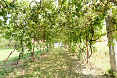 Kırsaldaki üzüm bağları