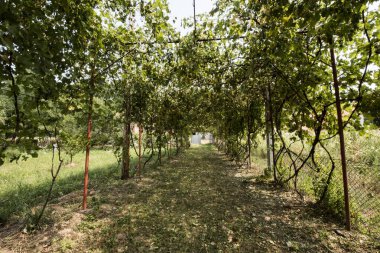 Bahçedeki yeşil ağaçlar