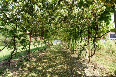 Kırsaldaki üzüm bağları