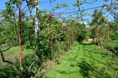 Yazın yeşil yapraklı üzüm bağları