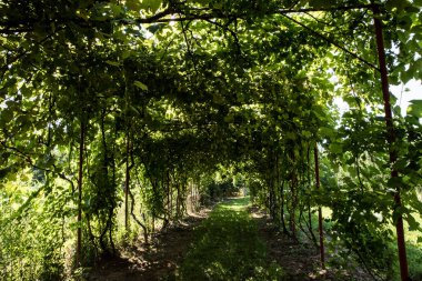 Bahçede yeşil üzümler,.