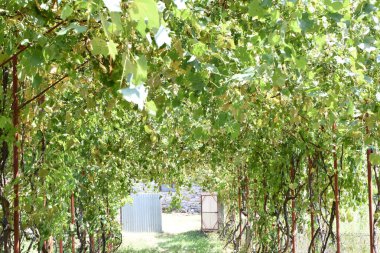 Güneşli bir yaz gününde üzüm bağında güzel yeşil üzümler