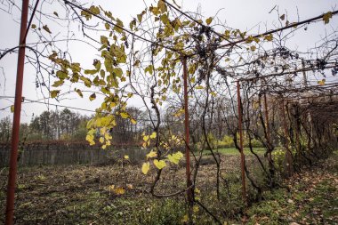 Ağaçlar ve yapraklarla dolu sonbahar manzarası