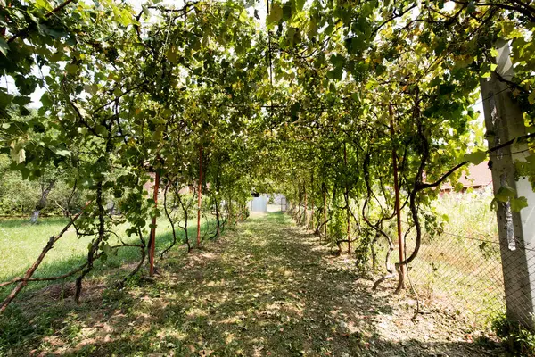 Bahçedeki meyve ağacı..