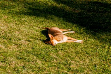 Köpek yeşil çim yalan