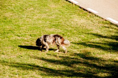 Çimlerin üzerindeki köpek