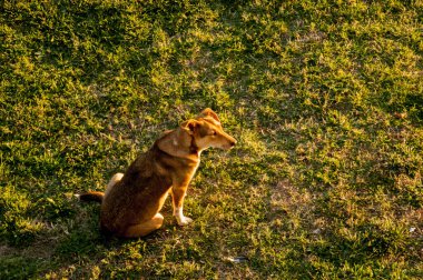 Parktaki köpek