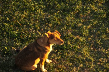 Parktaki şirin chihuahua portresi