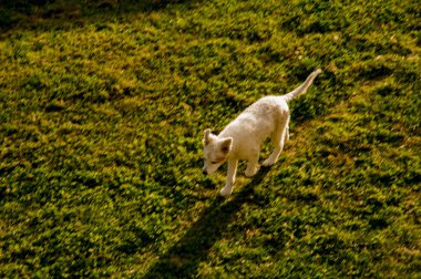 Çayırda bir köpek