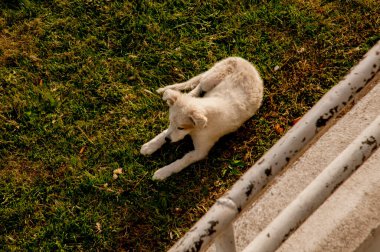 Bahçedeki beyaz köpek