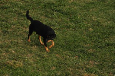 Bahçede oynayan sevimli bir köpek.