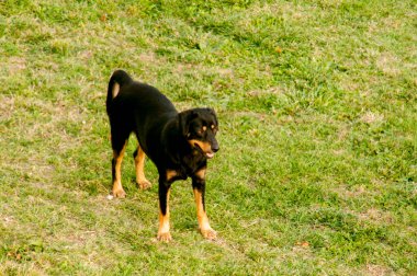 Otların arasındaki köpek