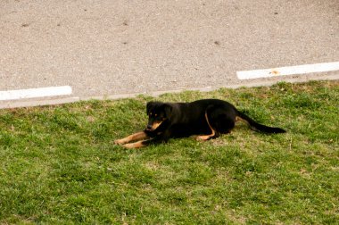 Çimlerin üzerinde yatan küçük bir köpek. yüksek kaliteli fotoğraf