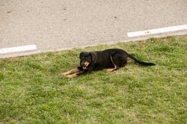 Köpek yerde yatıyor.