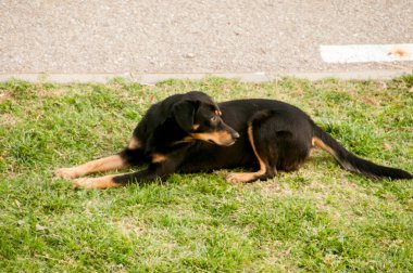 Köpek çimlerin üzerinde yatıyor.