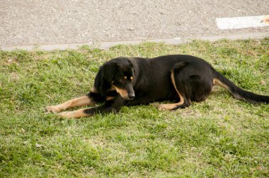 Yeşil çimenlerin üzerinde siyah köpek