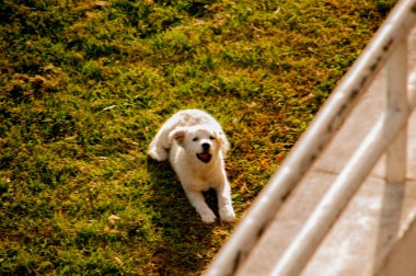 Beyaz köpek yeşil çimlerin üzerinde.