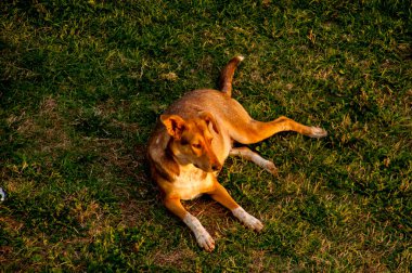 Yeşil çimlerin üzerinde yatan bir köpeğin yakın plan çekimi.