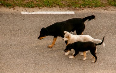 Parktaki köpekler.