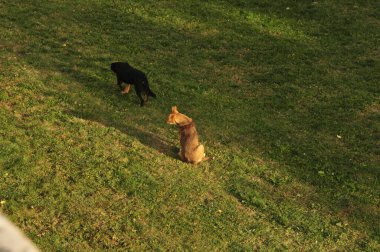 Parkta oynayan iki küçük köpek.