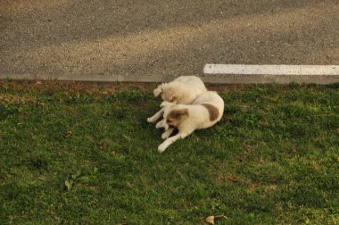 Parktaki köpek