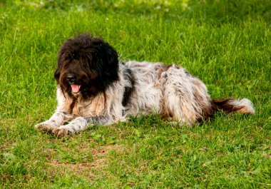 Şirin siyah beyaz köpek çimlerin üzerinde yatıyor.