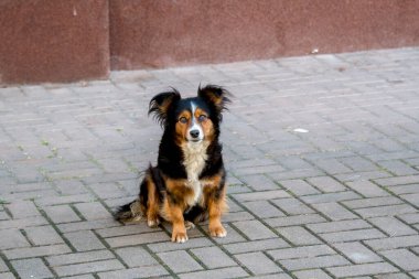 Şehirde sevimli bir köpek.