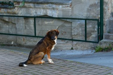 Köpek çiftleştirilmiş sokak köpeği, hayvan evcil hayvan