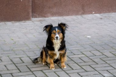 Caddede oturan sevimli kahverengi köpeğin yakın plan fotoğrafı.