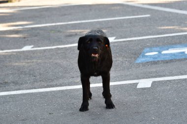 Şehirde köpek var.