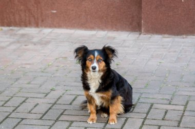 Parkta bir köpek