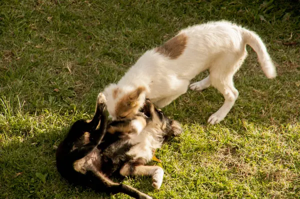 Köpek yavrusuyla oynuyor..