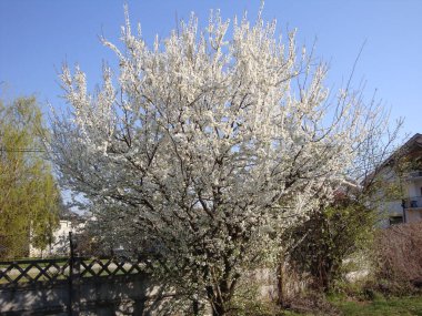 Bahar çiçekleri, beyaz çiçekler, beyaz çiçekler.
