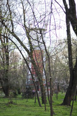 Bahar ağaçları, parkta yeşil yapraklar, güzel bir arka plan.