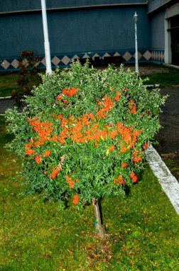 Güzel botanik fotoğrafı, doğal duvar kağıdı.