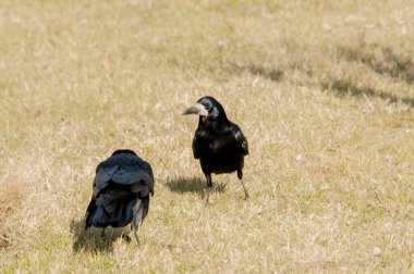 Çimlerde siyah karga