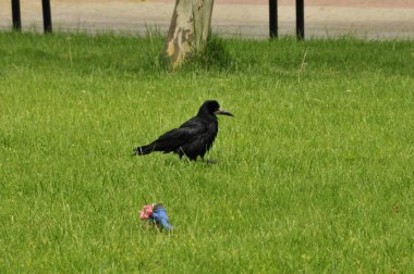 Parktaki siyah karga