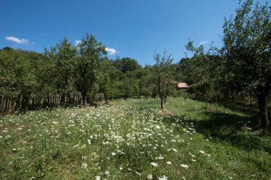 Ağaçlar ve çiçeklerle dolu güzel bir yaz manzarası