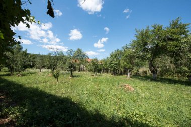 Ormandaki yeşil ağaçların güzel bir görüntüsü.
