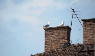 Çatıda beyaz güvercinler