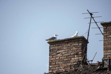Roma 'daki evin çatısında güvercinler