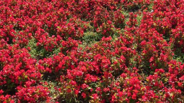 bitki kırmızı yaprakları