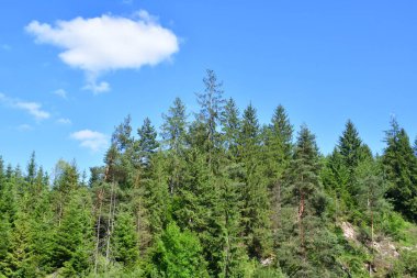 Dağlardaki güzel orman manzarası