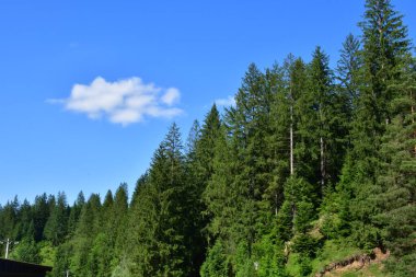 Orman ve dağ mavi arka planda