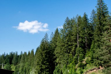 Gökyüzüne karşı ormandaki çam ağaçları