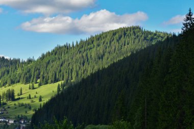 Tepedeki yeşil orman