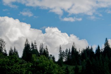 Ormanın güzel manzarası