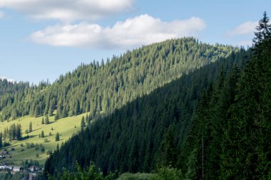 Karpatlar 'da yeşil orman