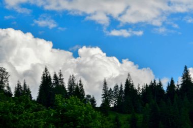 Dağlardaki ormanın güzel manzarası
